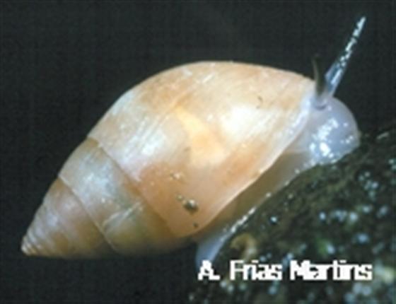 Ovatella vulcani (Morelet, 1860)